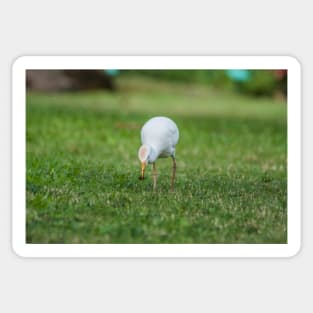 Cattle Egret Sticker